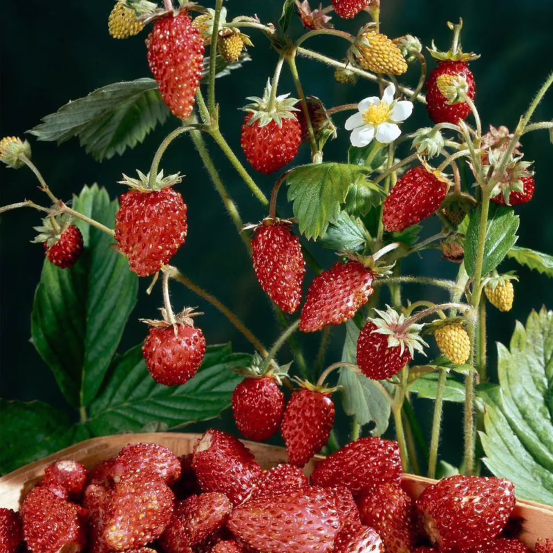 Are mignonette strawberries everbearing?