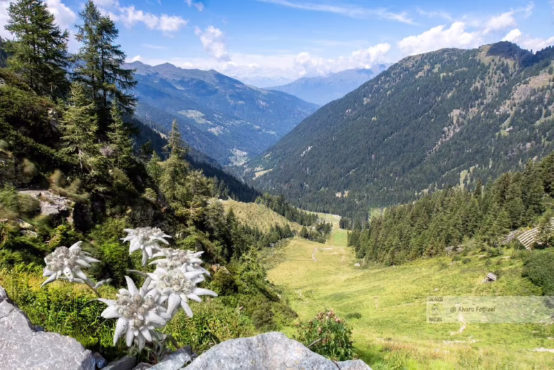 Dove si può trovare la stella alpina?