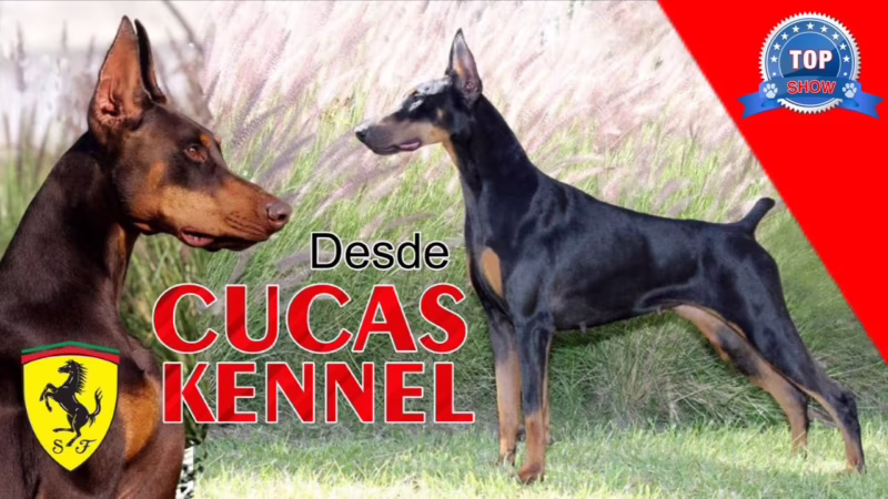 ¿Snoop Dogg raza de perro?