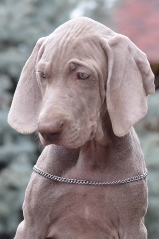 ¿Mastín tibetano porque es tan caro?