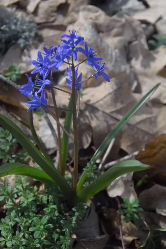 Is scilla bifolia invasive?