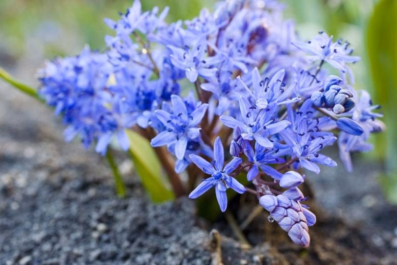What is Scilla Bifolia used for?