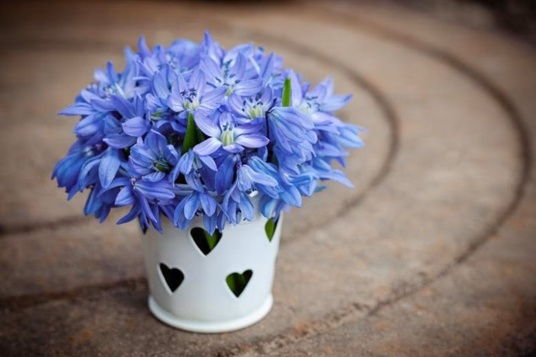 Is scilla bifolia invasive?