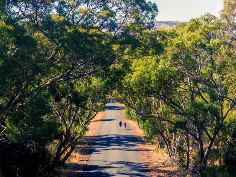 Is McLaren Vale known for Shiraz?