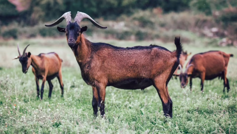 What are the disadvantages of Alpine goats?