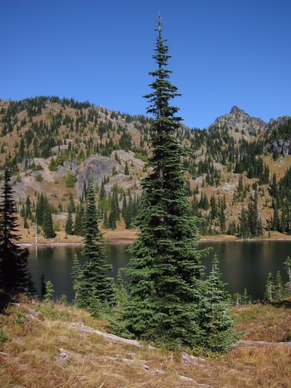 What is the alpine and subalpine habitat?