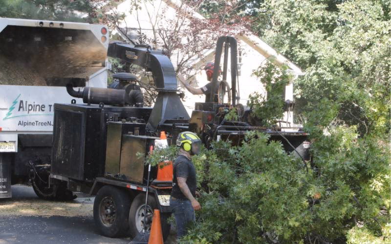 How much does it cost to cut a 40 foot tree in NJ?