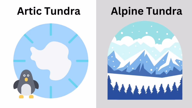 What are the 4 types of tundra?