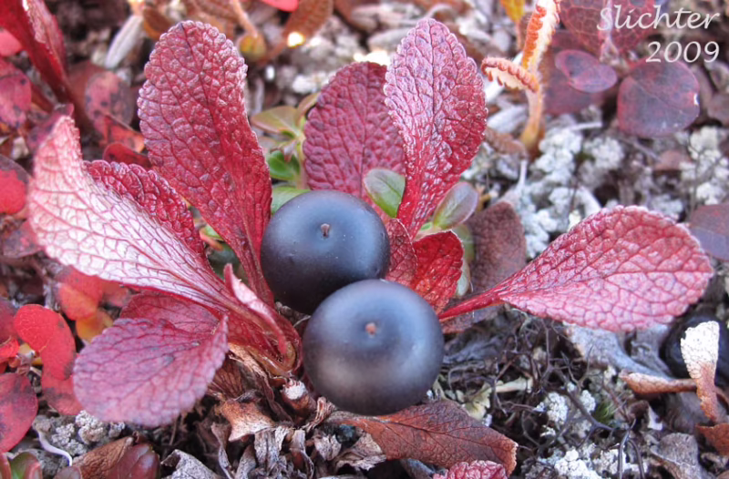 What is the alpine bearberry used for?