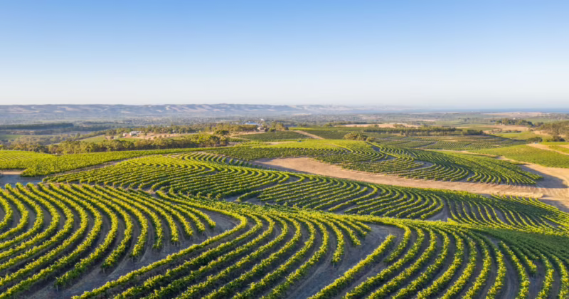 What are the oldest wineries in McLaren Vale?
