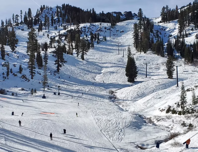 What is the meaning of alpine grass?